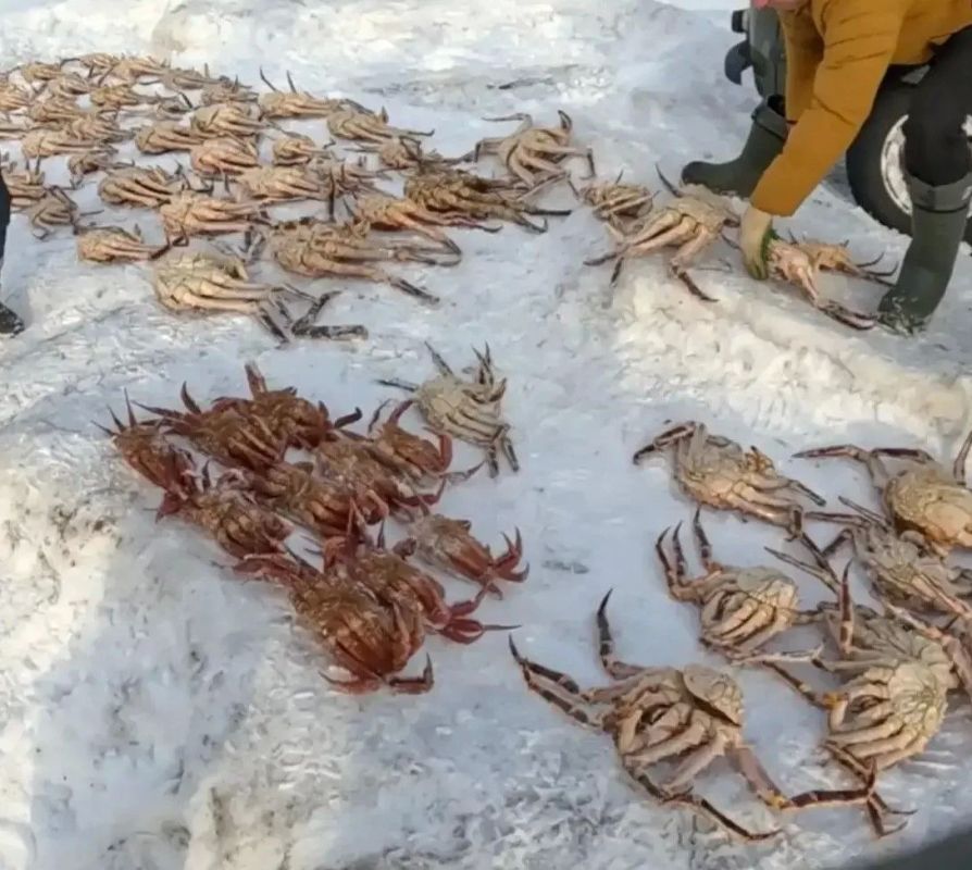 В Томаринском районе вынесен приговор по уголовному делу о незаконной добыче краба В Томаринском районе вынесен приговор по уголовному делу о незаконной добыче краба