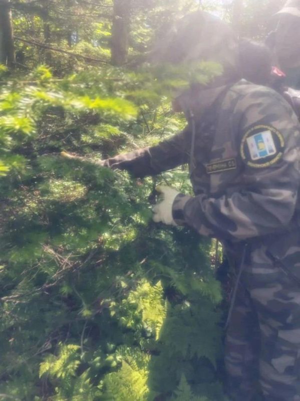 На Сахалине запланировали санитарные рубки после нашествия белополосого шелкопряда