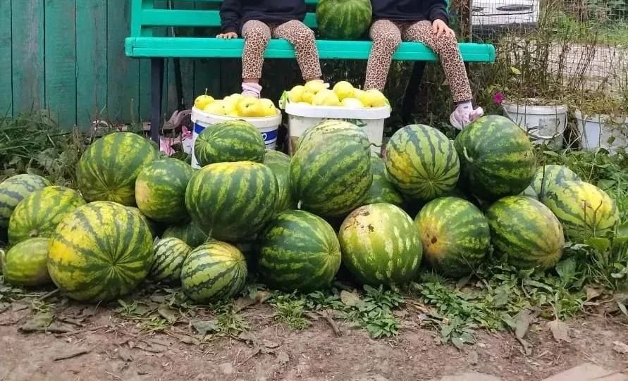 Сезон уборки бахчевых стартовал на Сахалине и Курилах Сезон уборки бахчевых стартовал на Сахалине и Курилах
