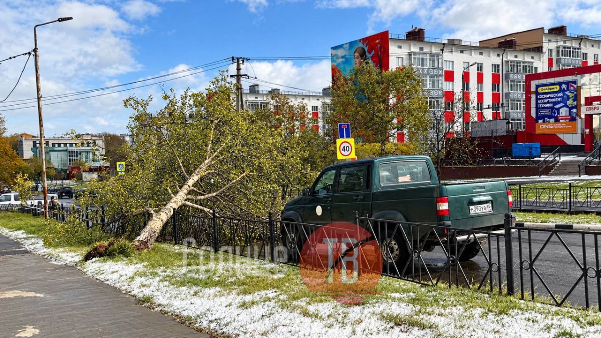 В Охе над Советской повисла берёза