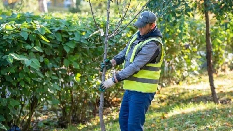 В Южно-Сахалинске этой осенью появится более 5000 новых насаждений В Южно-Сахалинске этой осенью появится более 5000 новых насаждений