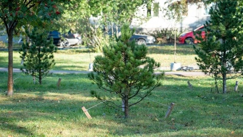 В Южно-Сахалинске этой осенью появится более 5000 новых насаждений В Южно-Сахалинске этой осенью появится более 5000 новых насаждений