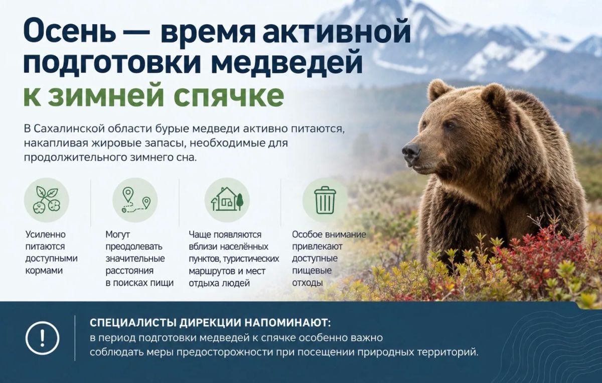 Осень — время активной подготовки медведей к зимней спячке