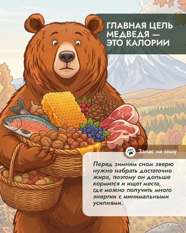 Осенний конфликт: перед холодами сахалинцам предрекают все более частые встречи с медведями Осенний конфликт: перед холодами сахалинцам предрекают все более частые встречи с медведями