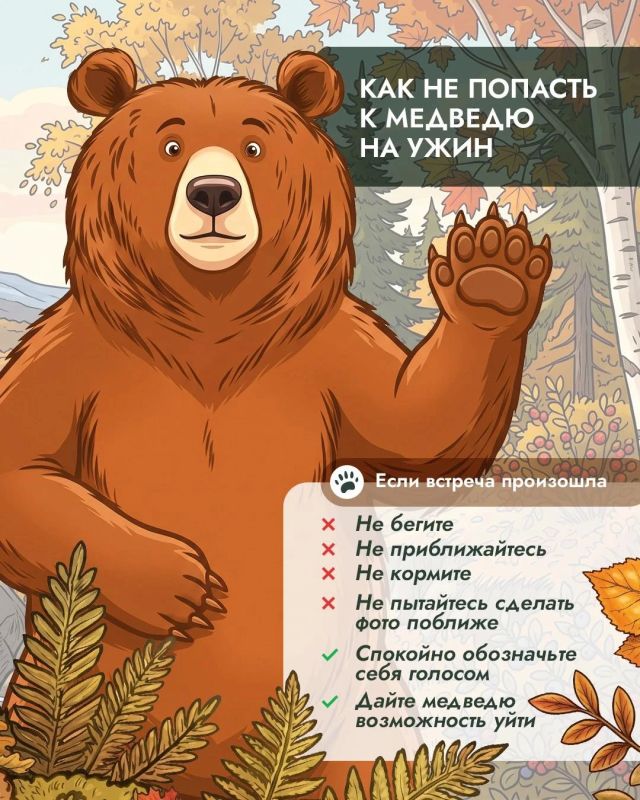 Осенний конфликт: перед холодами сахалинцам предрекают все более частые встречи с медведями Осенний конфликт: перед холодами сахалинцам предрекают все более частые встречи с медведями