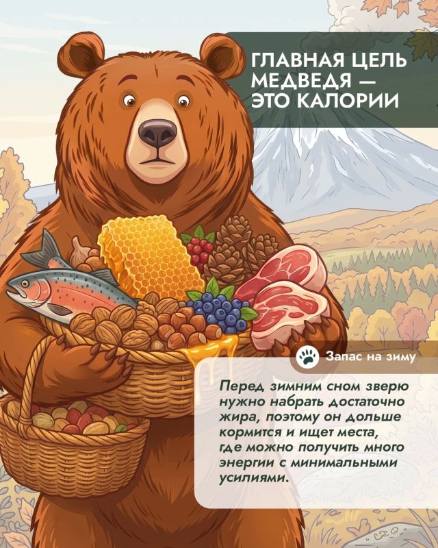 Почему осенью медведи чаще выходят к людям и причём здесь человеческая еда? Почему осенью медведи чаще выходят к людям и причём здесь человеческая еда?