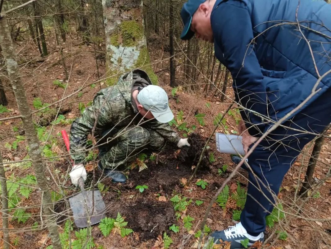 Ученые приехали на Сахалин спасать леса от шелкопряда Ученые приехали на Сахалин спасать леса от шелкопряда