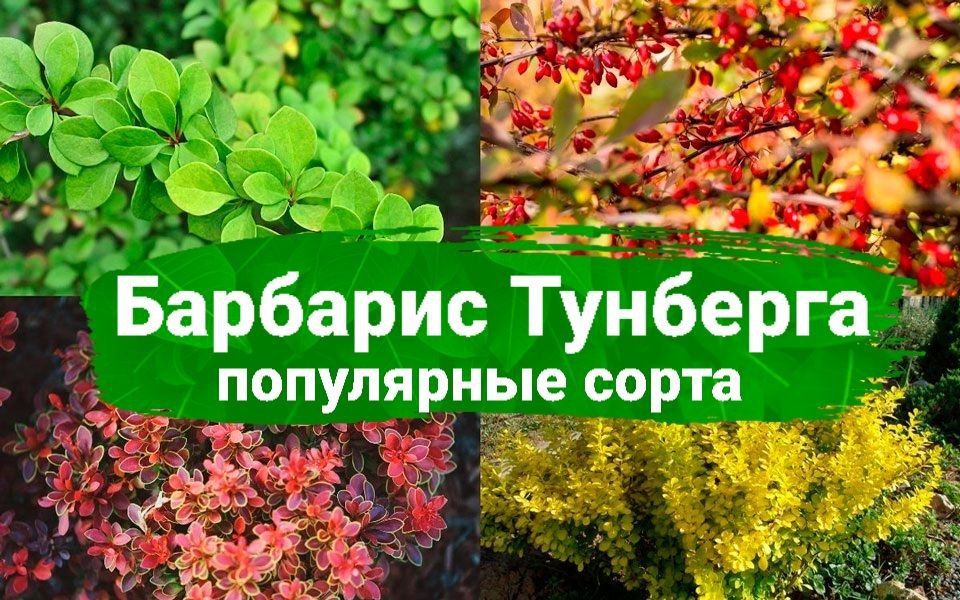 Барбарис Тунберга: яркие акценты вашего сада без лишних хлопот