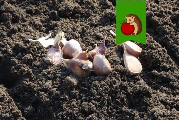 Как избежать неудач при посадке зимнего чеснока: советы по выбору места