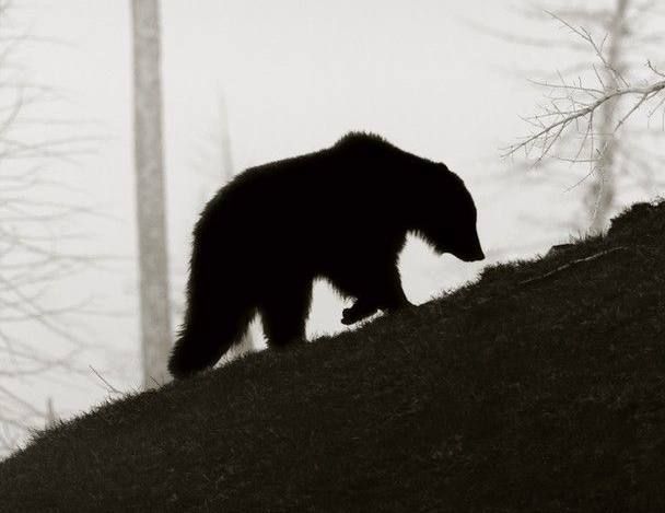 Медведь вышел к домам в районе Третьей Пади