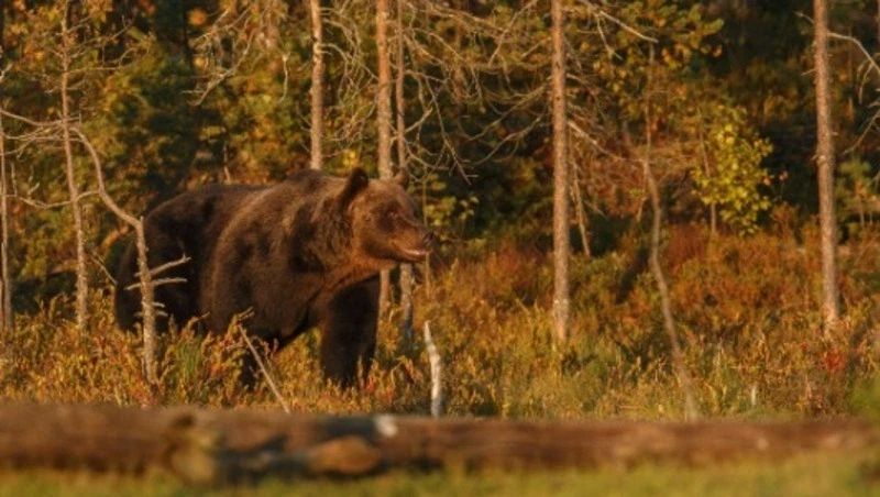В селе Третья Падь Корсаковского района на Сахалине заметили дикого медведя