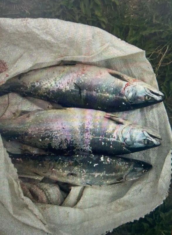 Долинская городская прокуратура направила в суд уголовное дело о незаконном вылове симы