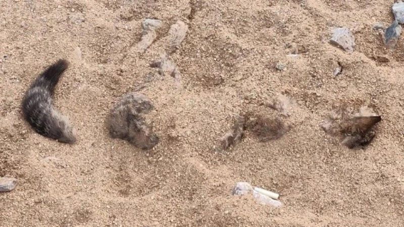 Мертвого кота закопали в песок прямо у остановки в Дальнем