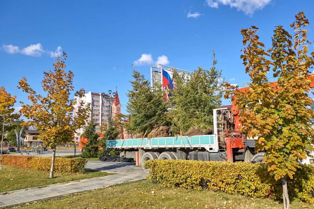 Четыре метра пушистой хвои: крупномерные ели из Казани высадили на улицах Южно-Сахалинска