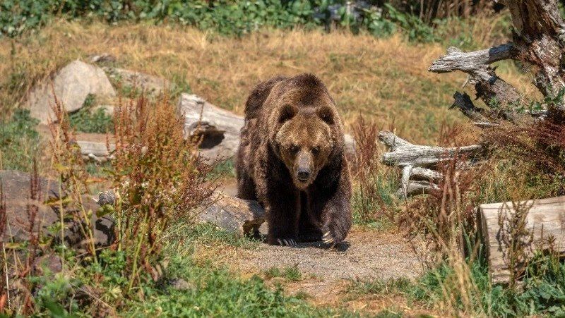 В Томари в районе смотровой площадки заметили медведя