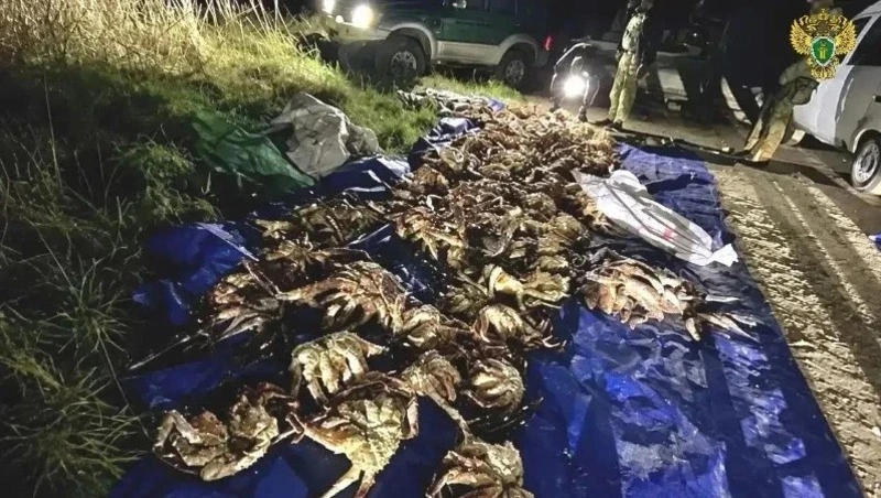Двух жителей Корсаковского района на Сахалине приговорили к условному сроку за незаконный вылов 77 крабов в заливе Анива