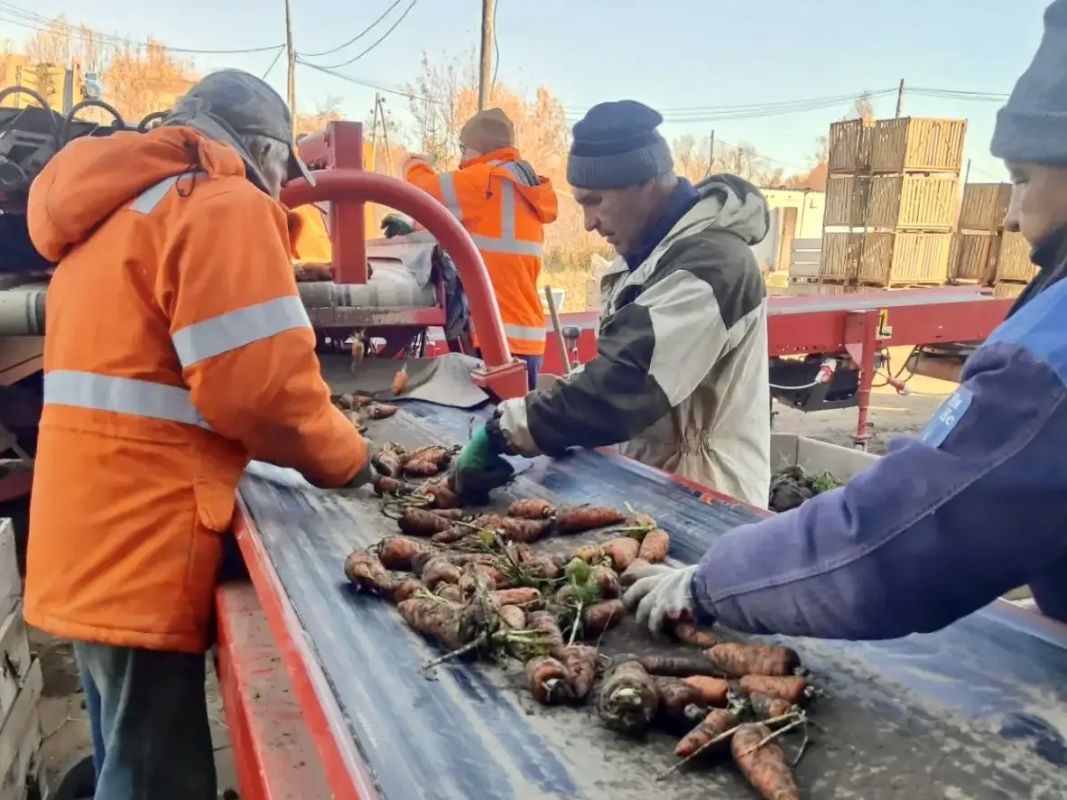 В Макаровском районе полностью завершена уборка моркови! В Макаровском районе полностью завершена уборка моркови!