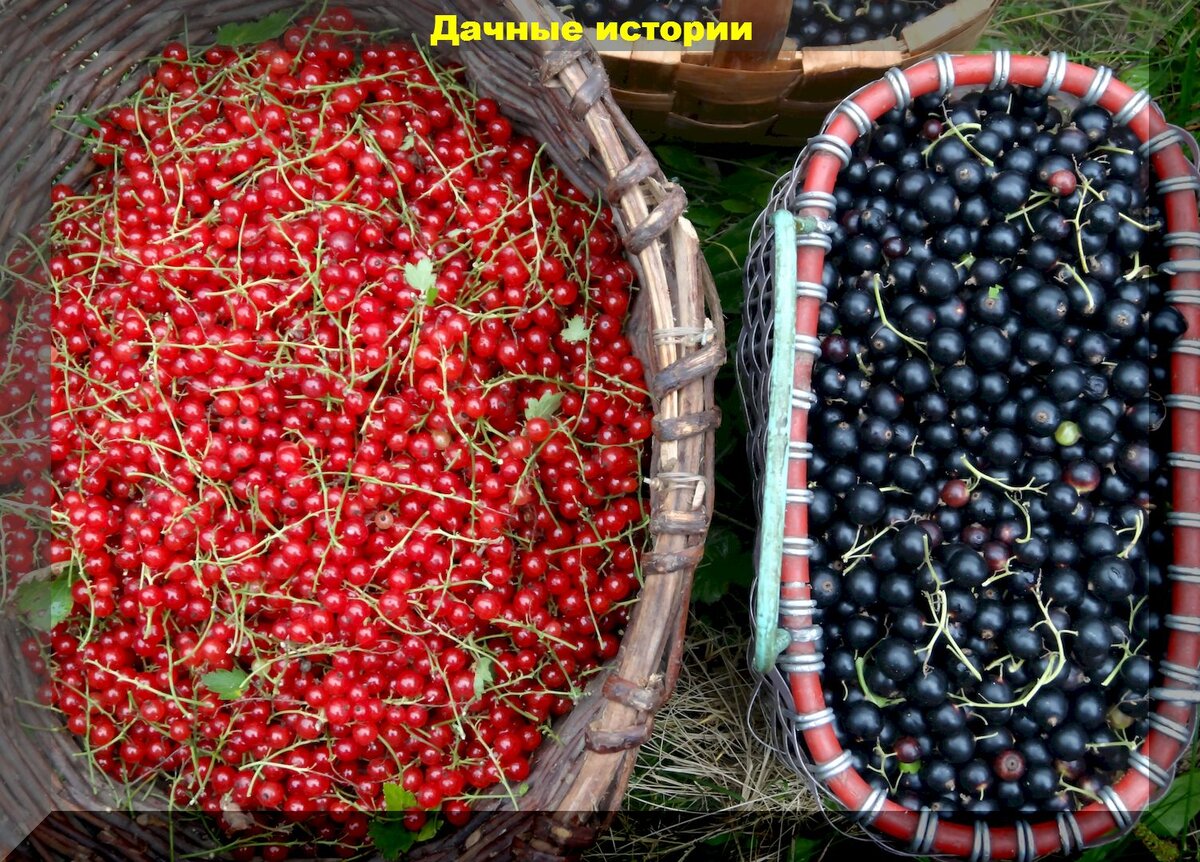 Смородина с весны до зимы: календарь ухода для щедрого урожая