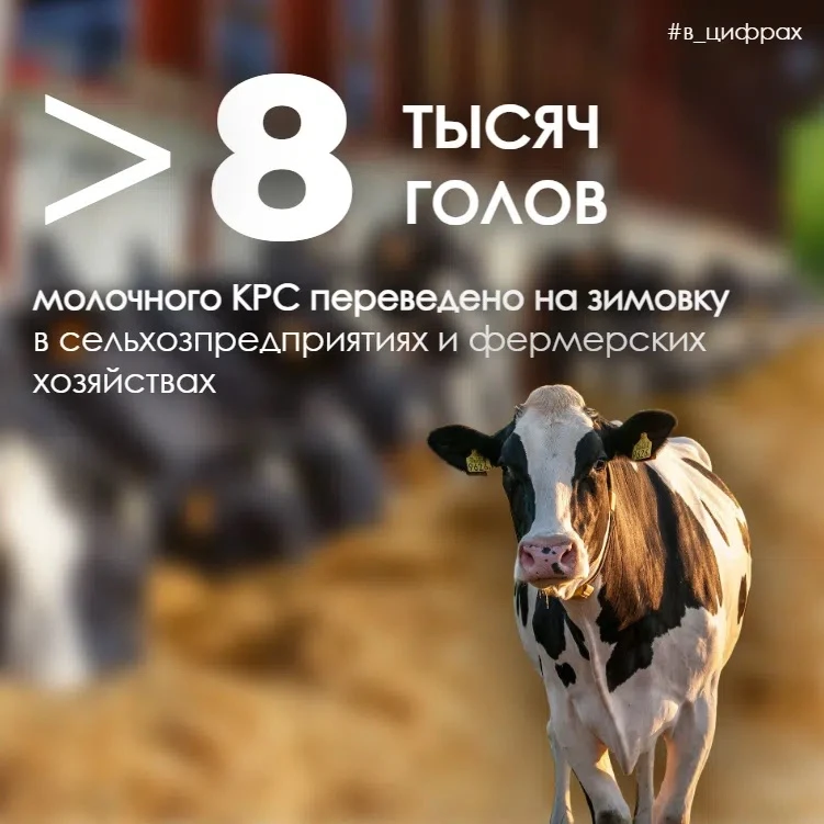 Сахалинские бурёнки перешли на «зимний режим»!