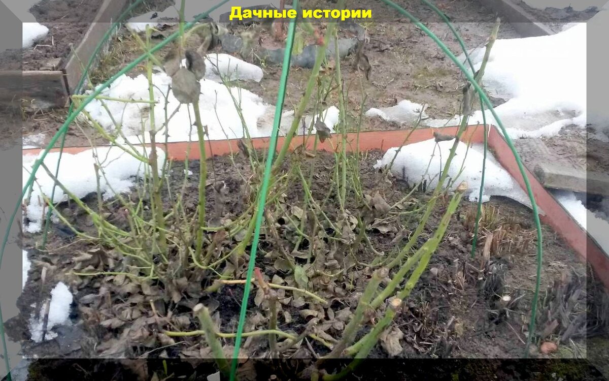 Весенний цветник без хлопот: как разбудить розы и многолетники и посеять цветы прямо в грунт