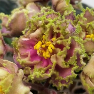 Фиалка НД-Лаванда: розовые цветы с зеленой каймой и пестрой листвой