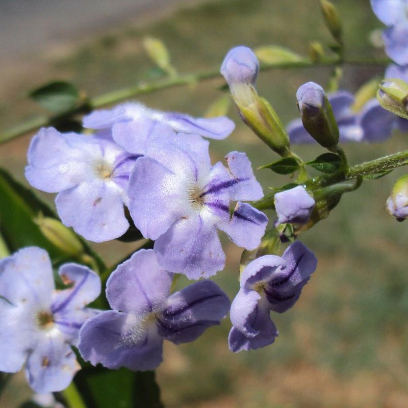 Почему дуранта станет изюминкой вашего дома