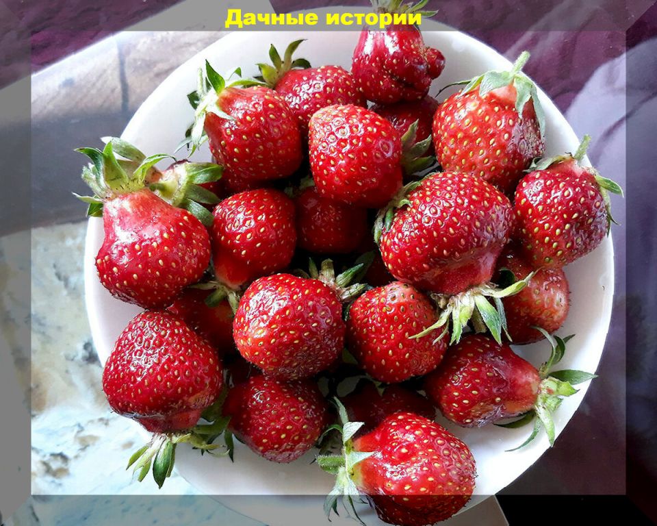 15 сортов клубники для истинных любителей ягод: как выбрать лучшие