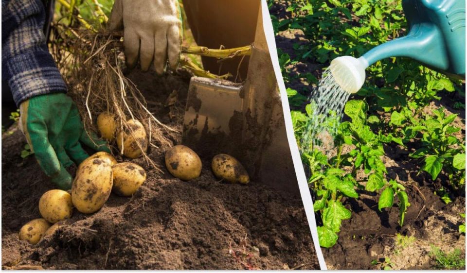 Как увеличить урожай картофеля: лучшие советы по подкормке в июле
