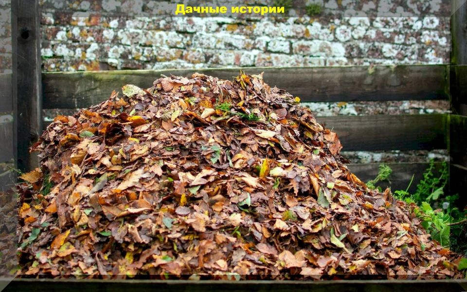 Листовой компост: бесплатное удобрение с двойной выгодой для вашего сада