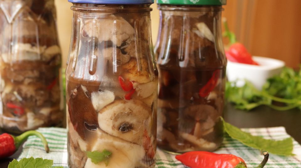 Соленые подосиновики: секреты удачной закатки, о которых стоит знать