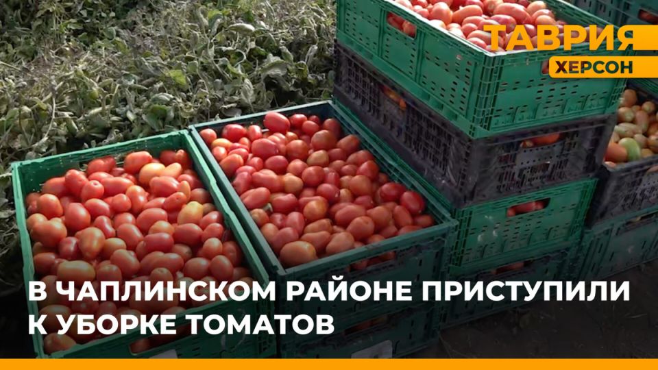 Первый этап уборки томатов в Чаплинском районе