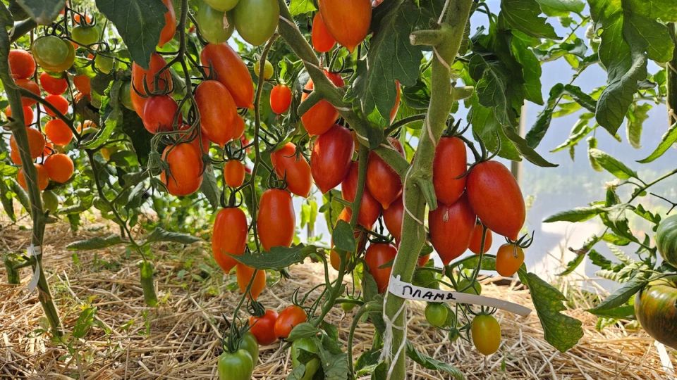 Томаты, которые удивляют: самые вкусные и их неожиданные недостатки