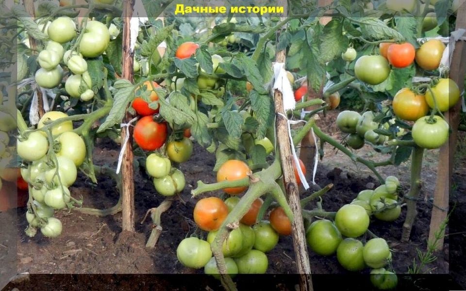 Как выбрать идеальные сорта томатов для вашего огорода в 2025 году