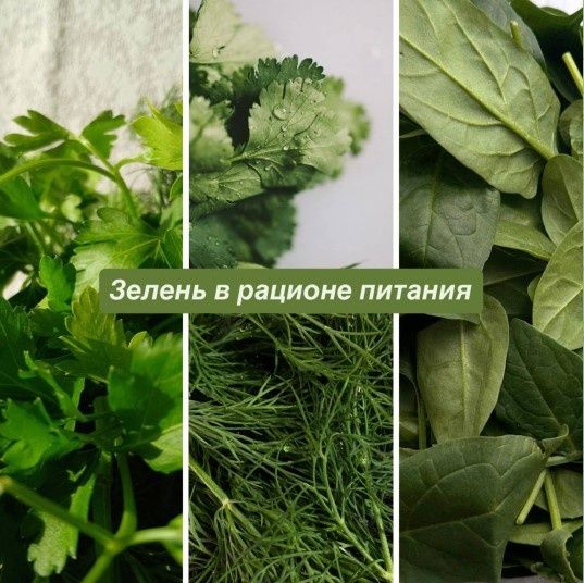 Зелень в рационе: ключ к здоровью и долголетию