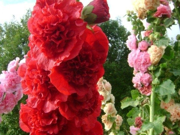 Шток-роза: как вырастить цветущую красоту из семян