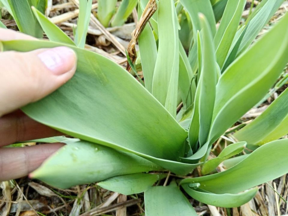 Как обеспечить тюльпанам пышное цветение: секреты эффективной подкормки