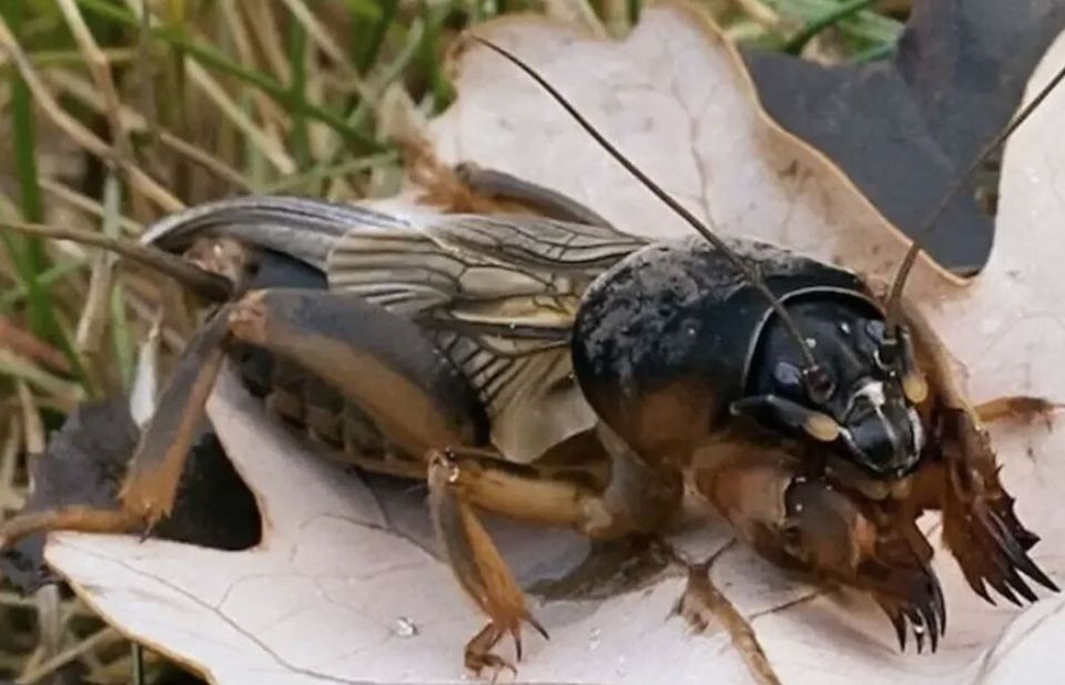 Эффективные способы борьбы с медведкой: ваш участок под защитой