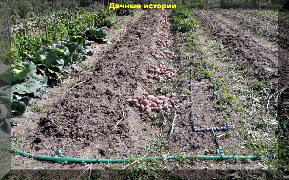 Как правильно сажать картофель: советы для успешного урожая