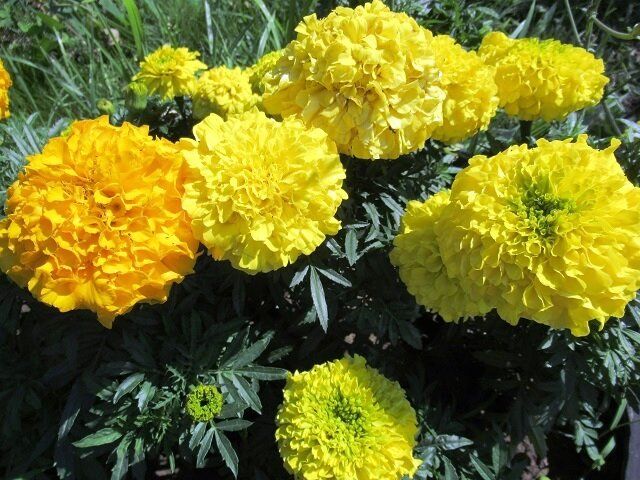 Как правильно сеять бархатцы: секреты раннего цветения