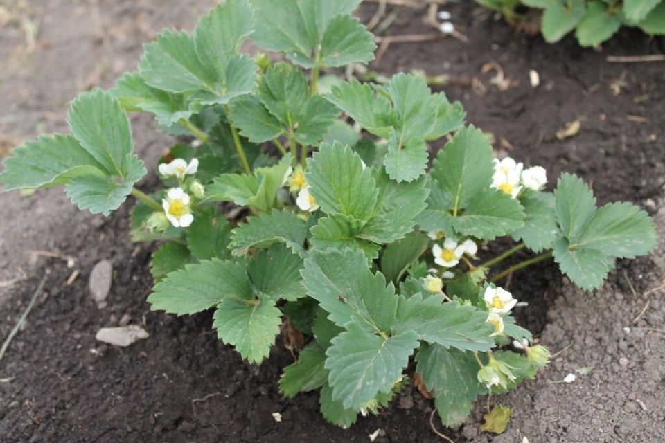 Добавьте ярких красок в ваш урожай клубники