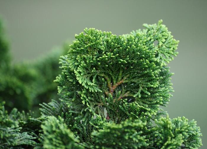 Зимняя защита туи: как сохранить зеленый оазис в холодные месяцы