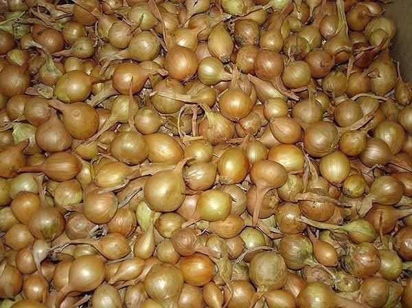 Тайны успешной посадки лука: секреты больших луковиц