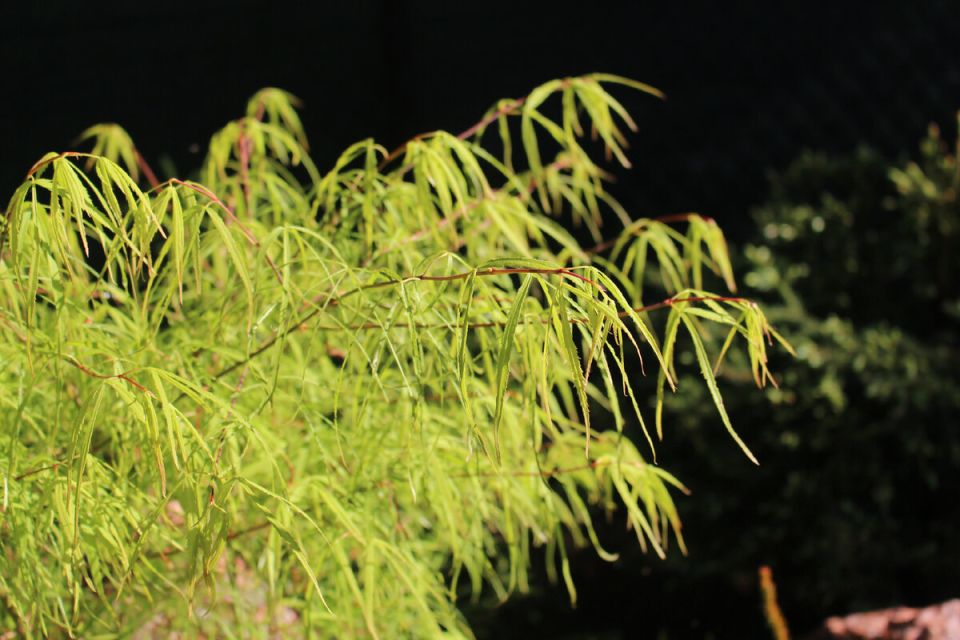 Желтые листья в саду: впечатляющая бузина Sutherland Gold