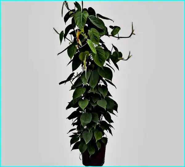 Филодендрон Бразил: как это растение завлекает любителей зеленого дизайна