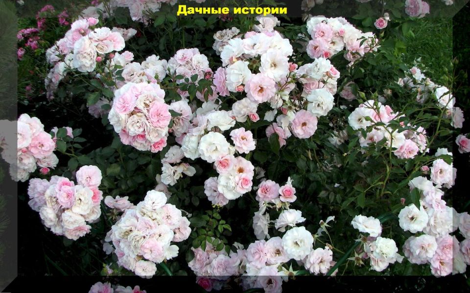 Неприхотливые розы: какой сорт украсит ваш сад без лишних хлопот