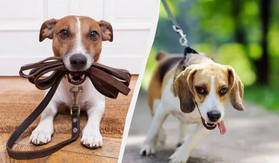 Как научить собаку не тянуть поводок: простые советы для владельцев