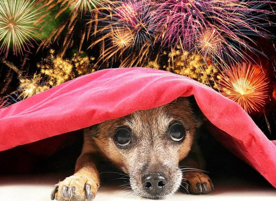 Как обезопасить питомца от новогоднего стресса: 7 советов для владельцев собак