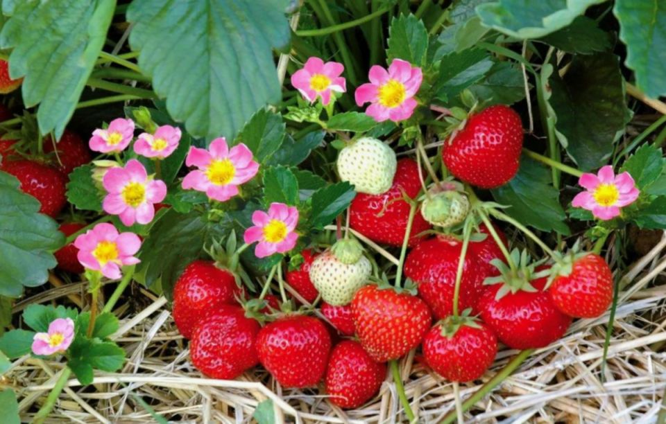 Как подкормить клубнику во время созревания: советы садоводов