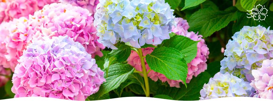 Гортензии для вашего сада: морозостойкие сорта, которые сохранят красоту даже в холодное время года