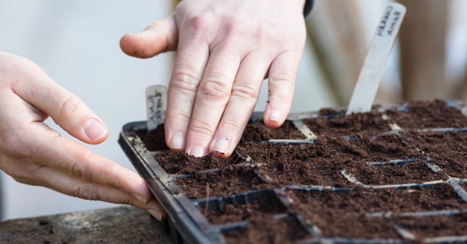 Февраль на огороде: какие овощи сеять для крепкой рассады